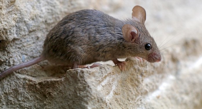 5 Health Risks Posed by Mice Infestation in Your Home